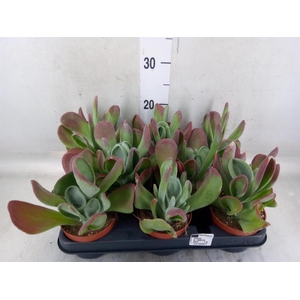 Kalanchoe NF   ...