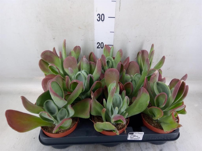 <h4>Kalanchoe NF   ...</h4>