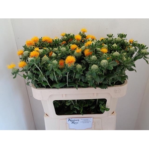 CARTH T ORANGE GRENA