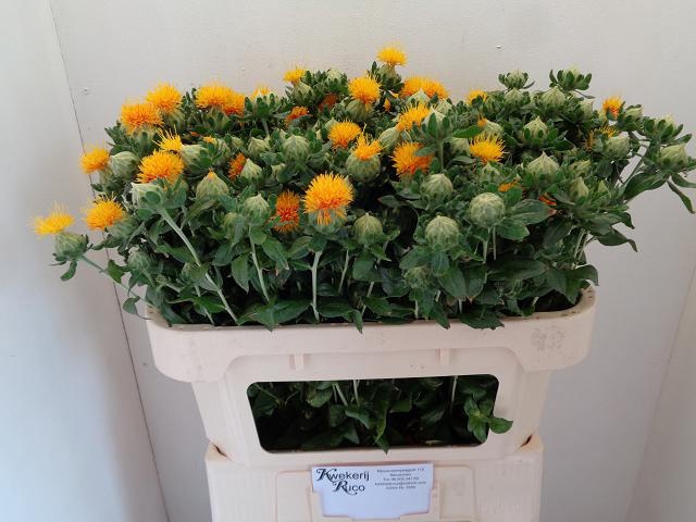 <h4>CARTH T ORANGE GRENA</h4>