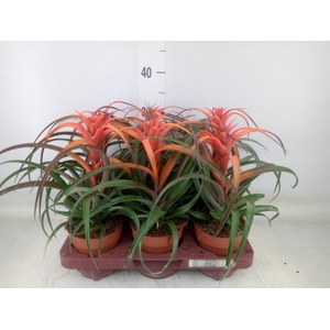 Tillandsia capitata 'Hermosa'