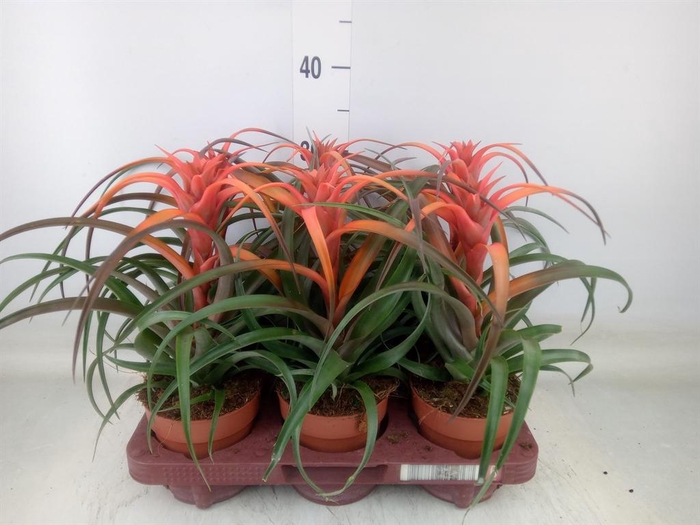 <h4>Tillandsia capitata 'Hermosa'</h4>