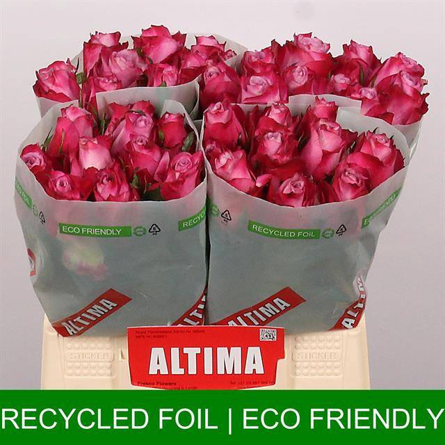 <h4>R Gr Deep Purple Altima</h4>