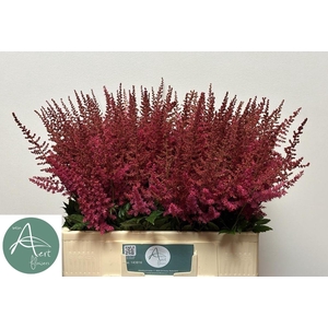 ASTIL AR ELSE SCHLUC