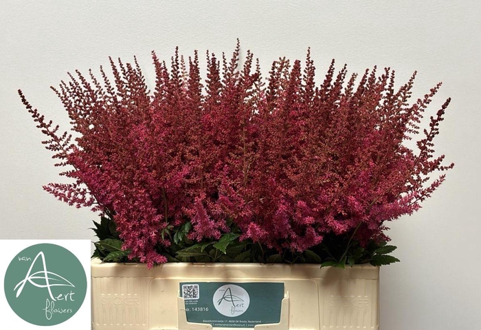 <h4>ASTIL AR ELSE SCHLUC</h4>