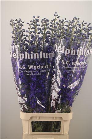 <h4>Delph El Dewi Blue Star</h4>