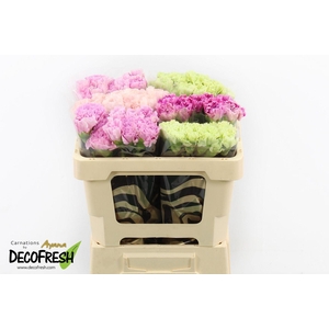 Di St Cold Mix in Box