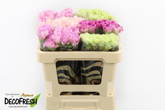 <h4>Di St Cold Mix in Box</h4>