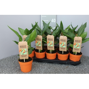 Strelitzia reginae p13 zonder kunstbloem - grz