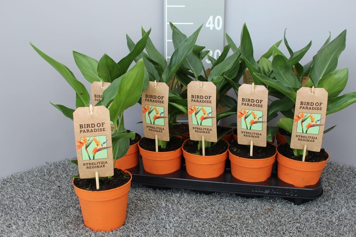 <h4>Strelitzia reginae p13 zonder kunstbloem</h4>