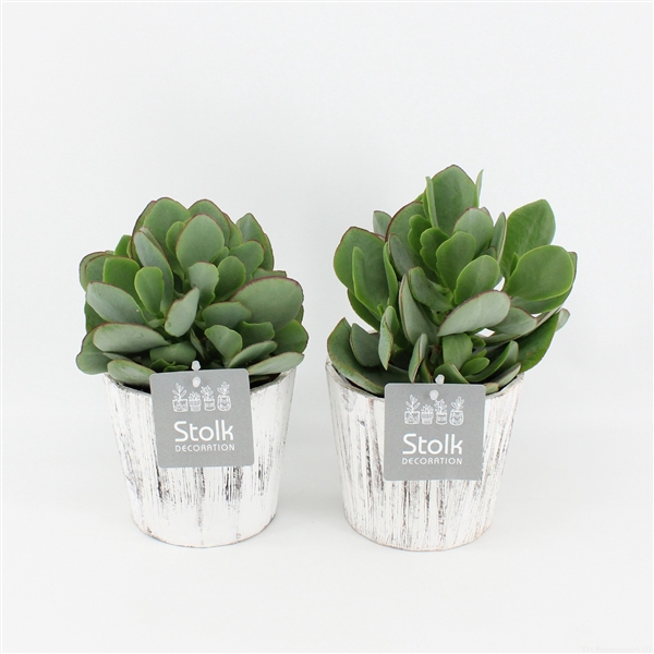 <h4>Crassula Arborescens in Wood Wit</h4>