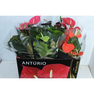 ANTHURIUM VARIADO P17 PREMIUM