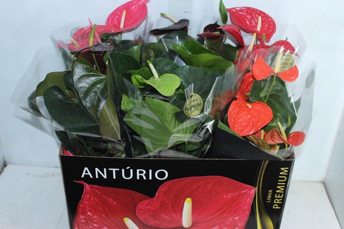 ANTHURIUM VARIADO P17 PREMIUM