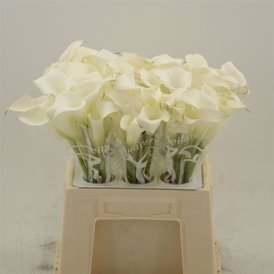 Calla Ventura Blush
