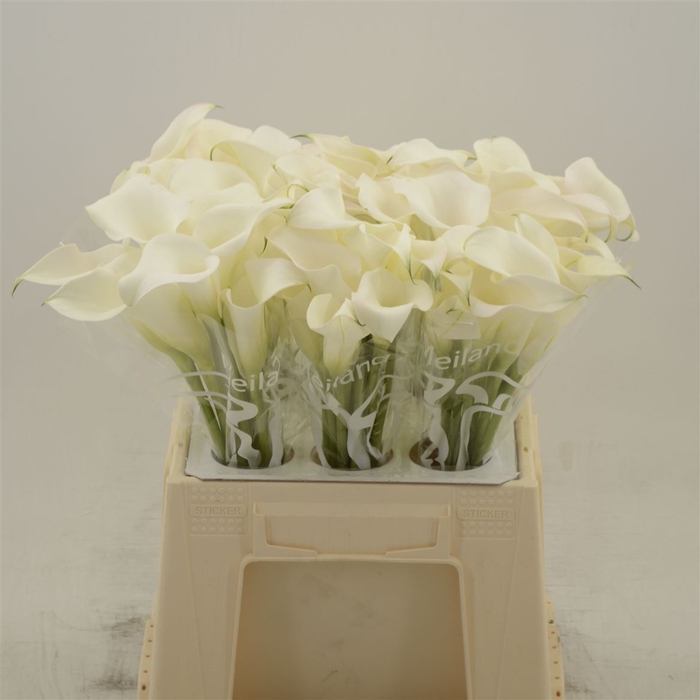 <h4>Calla Ventura Blush</h4>