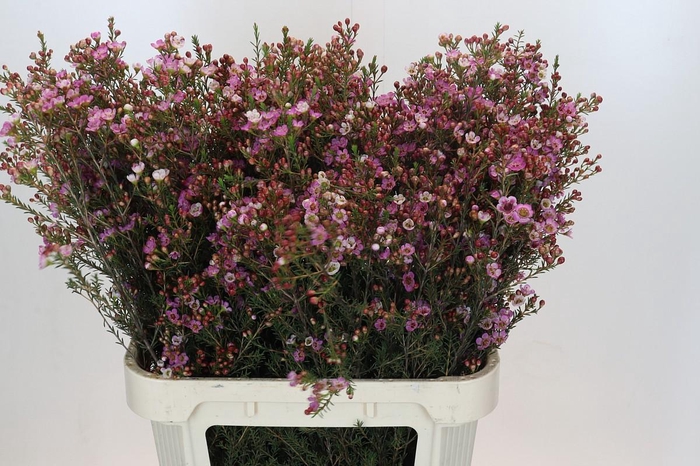 <h4>Chamelaucium Adi</h4>