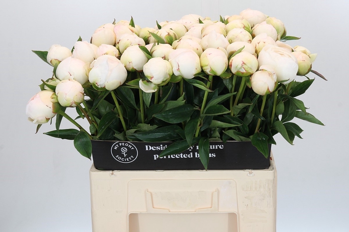 <h4>Paeonia Mistress</h4>
