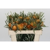Banksia Dryandra