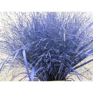 Panicum Warrior Blauw