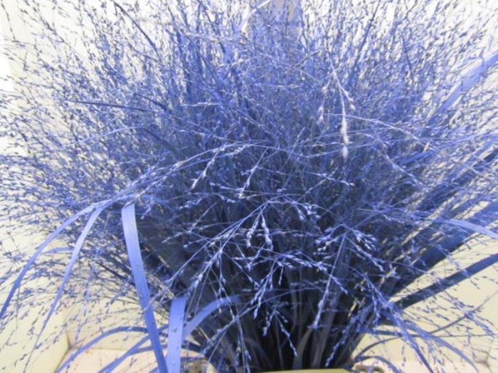 <h4>Panicum Warrior Blauw</h4>