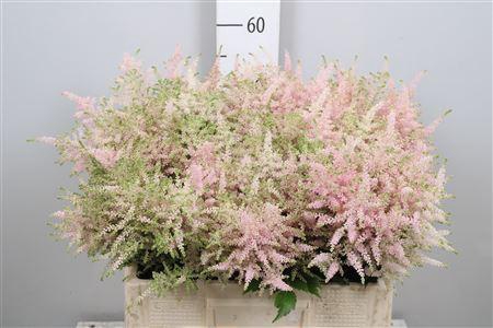 <h4>Astil Ja Europa</h4>