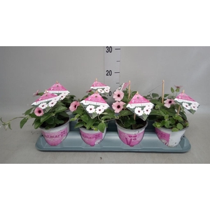 Thunbergia alata 'Rose Sensation'