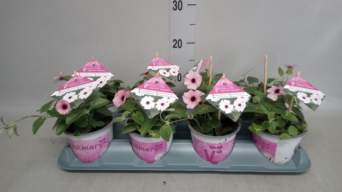 <h4>Thunbergia alata 'Rose Sensation'</h4>