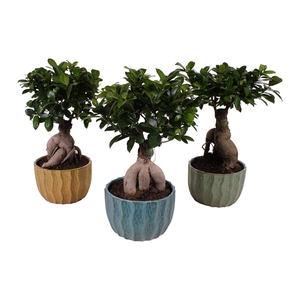 Ficus m. Ginseng ø18cm in ø20cm Exotic Vibes Nº238