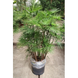 Rhapis