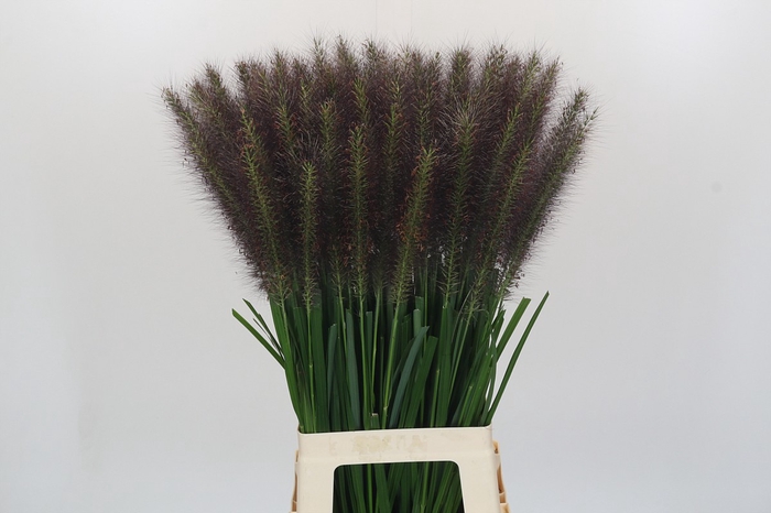 <h4>Pennisetum Redhead</h4>