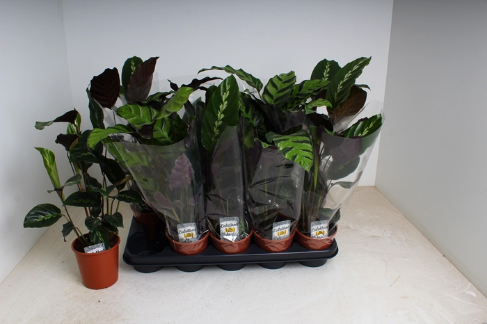 <h4>CALAT GEM 2 SRT</h4>