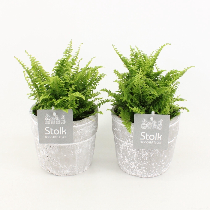 <h4>Varens in Stone Look pot</h4>