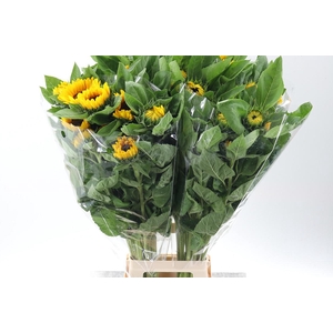 Heli Vincents Choice 90cm