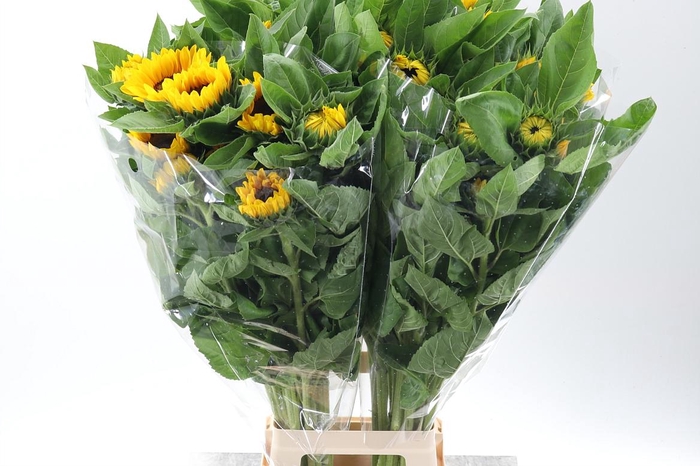 <h4>Heli Vincents Choice 90cm</h4>