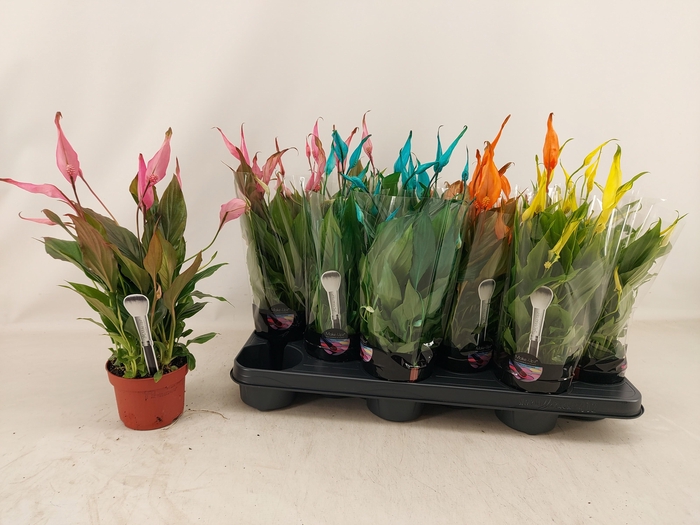 <h4>SPATH CHOPIN</h4>