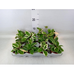 Hoya carnosa 'Krimson Queen'