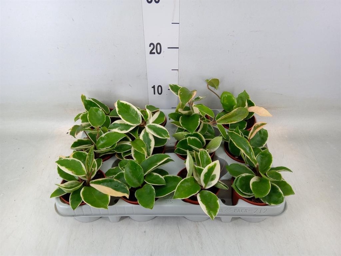 <h4>Hoya carnosa 'Krimson Queen'</h4>