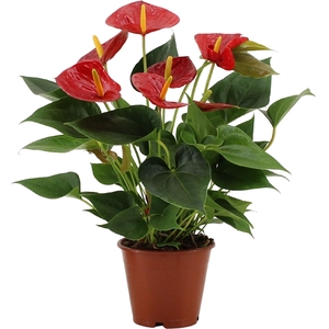 Anthurium Diamond Red in transparant sleeve