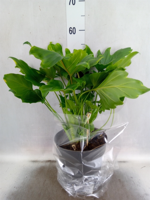 <h4>Philodendron bipinn. 'Little Hope'</h4>