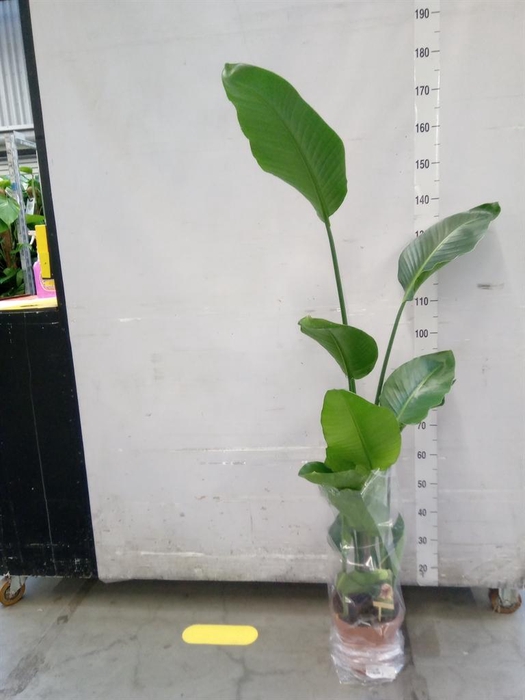 <h4>Strelitzia nicolai</h4>