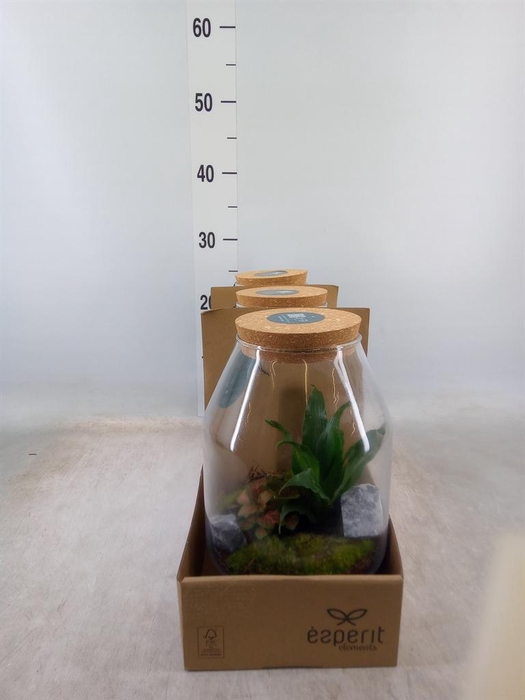 <h4>Arr.    Planten  H%</h4>