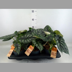 Alocasia  'Dragon Scale'