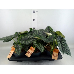 Alocasia  'Dragon Scale'