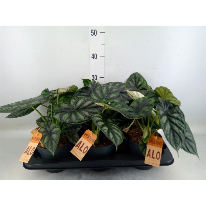 <h4>Alocasia  'Dragon Scale'</h4>