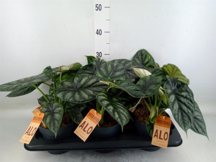 <h4>Alocasia  'Dragon Scale'</h4>