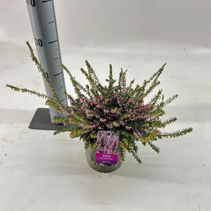 Erica darleyensis Ghost Hills