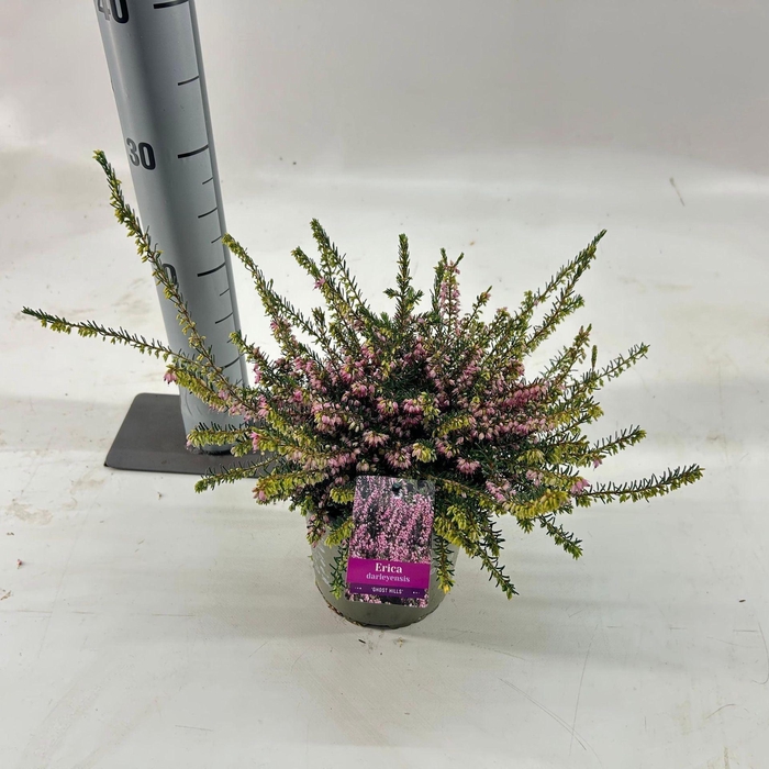 <h4>Erica darleyensis Ghost Hills</h4>