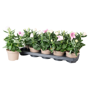 Platycodon Astra Roze