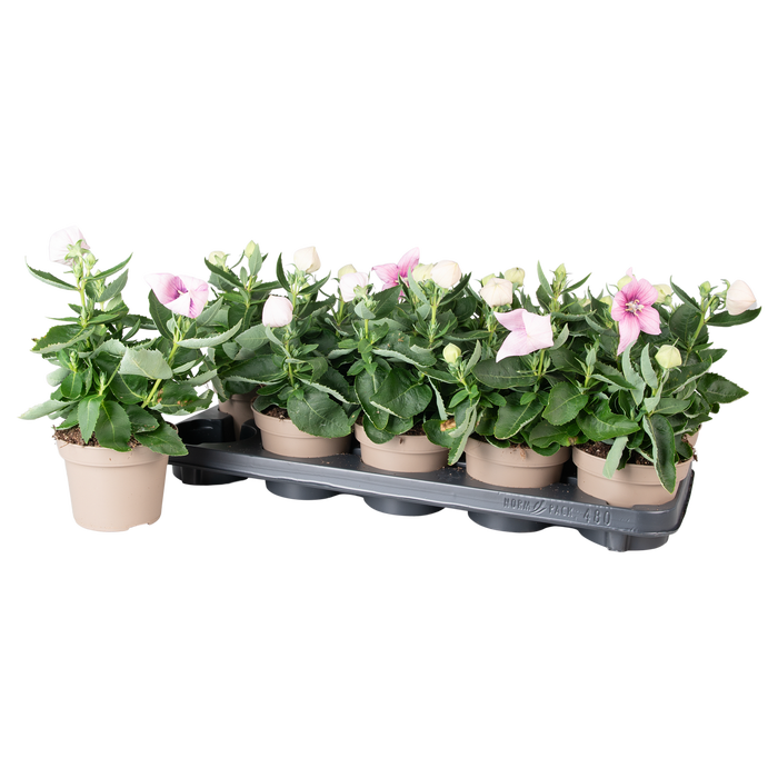 <h4>Platycodon Astra Roze</h4>