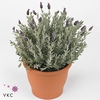 Lavandula stoec. 'Anouk Silver'